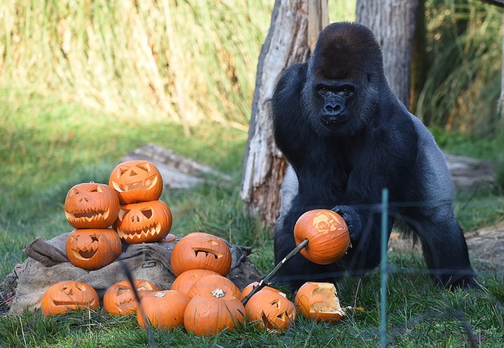 Ảnh: Bữa tiệc Halloween sớm tại sở thú London (Anh) - Ảnh 4. Ảnh: Bữa tiệc Halloween sớm tại sở thú London (Anh) - Ảnh 4.