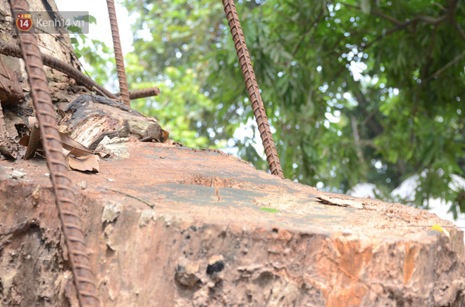 Ly kỳ chuyện c&acirc;y sưa gi&aacute; trăm tỷ ở H&agrave; Nội, người d&acirc;n mất ăn mất ngủ thay nhau canh giữ, mặc &aacute;o gi&aacute;p sắt để chống kẻ trộm - Ảnh 4.