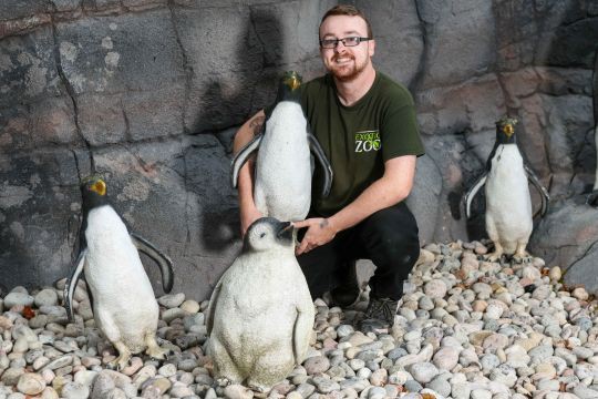 Xây chuồng chim cánh cụt gần 2 tỉ đồng nhưng không kiếm được chim xịn, sở thú đành bày mô hình nhựa cho đỡ mất khách - Ảnh 1.