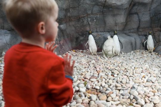 Xây chuồng chim cánh cụt gần 2 tỉ đồng nhưng không kiếm được chim xịn, sở thú đành bày mô hình nhựa cho đỡ mất khách - Ảnh 3.