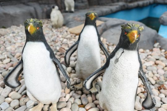 Xây chuồng chim cánh cụt gần 2 tỉ đồng nhưng không kiếm được chim xịn, sở thú đành bày mô hình nhựa cho đỡ mất khách - Ảnh 2.