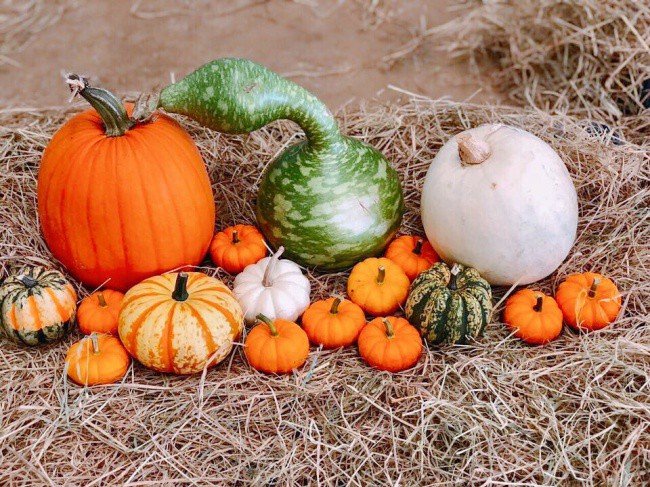 Ph&aacute;t cuồng với b&iacute; ng&ocirc; Halloween khổng lồ lần đầu được trồng ngay tại Việt Nam - Ảnh 6.