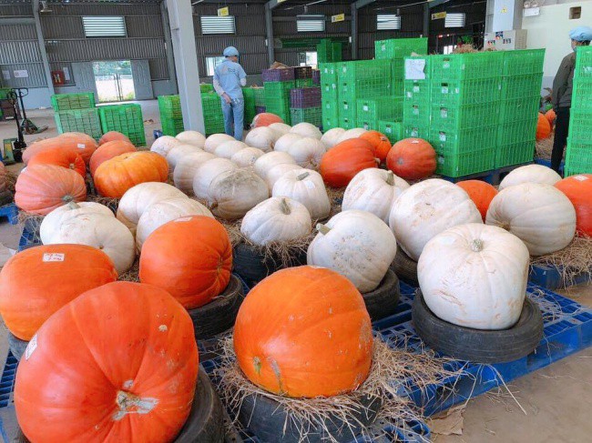 Ph&aacute;t cuồng với b&iacute; ng&ocirc; Halloween khổng lồ lần đầu được trồng ngay tại Việt Nam - Ảnh 7.