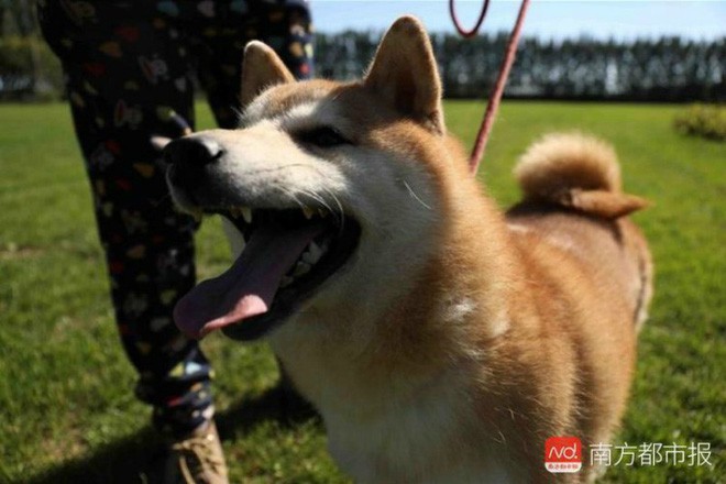 Chó Shiba bị tòa án Bắc Kinh bán đấu giá vì không thể thanh toán 3 năm dịch vụ ở khách sạn thú cưng - Ảnh 3.