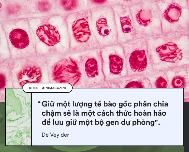 Thiên nhiên kì diệu: Đây là những sinh vật khiến bạn tin vào sự bất tử - Ảnh 4.