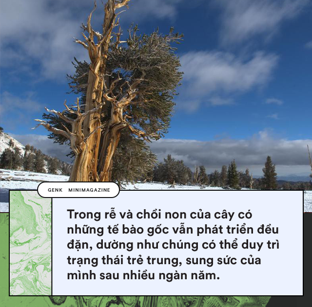 Thiên nhiên kì diệu: Đây là những sinh vật khiến bạn tin vào sự bất tử - Ảnh 3.