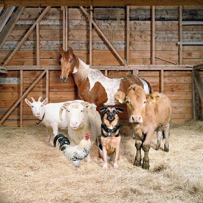 Nhiếp ảnh sáng tạo: Chụp hình động vật theo phong cách boy-band thập niên 90 - Ảnh 5.