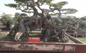 Đại gia To&agrave;n đ&ocirc; la: Nhiều người mang cả &ocirc; t&ocirc; chở tiền đến hỏi mua c&acirc;y nhưng t&ocirc;i kh&ocirc;ng b&aacute;n - Ảnh 1.
