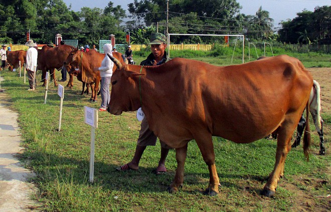 Kỳ lạ cuộc thi hoa hậu dành cho... bò ở Quảng Nam - Ảnh 1.