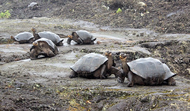 123 con rùa non trên quần đảo Galapagos bị đánh cắp  - Ảnh 1.