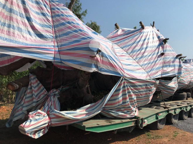 Cây quái thú khủng lại chui lọt hàng chục trạm CSGT từ Nam ra Bắc - Ảnh 2.