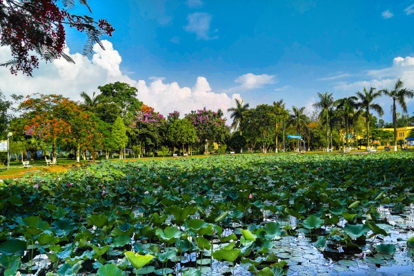 Ngay tại Hà Nội có một ngôi trường rộng gần 200ha, cây cối, hóa trái phủ xanh khắp nơi như rừng nhiệt đới - Ảnh 5.