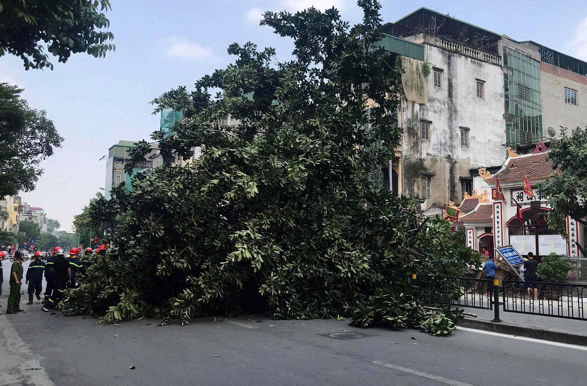 Hà Nội: Cây đa cổ thụ cao gần 10m đổ chắn ngang đường Tôn Đức Thắng - Ảnh 1. Hà Nội: Cây đa cổ thụ cao gần 10m đổ chắn ngang đường Tôn Đức Thắng - Ảnh 1.