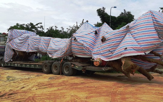 Cây quái thú bị bắt giữ ở Quảng Bình từng được bán đấu giá ở Quảng Ngãi - Ảnh 2.