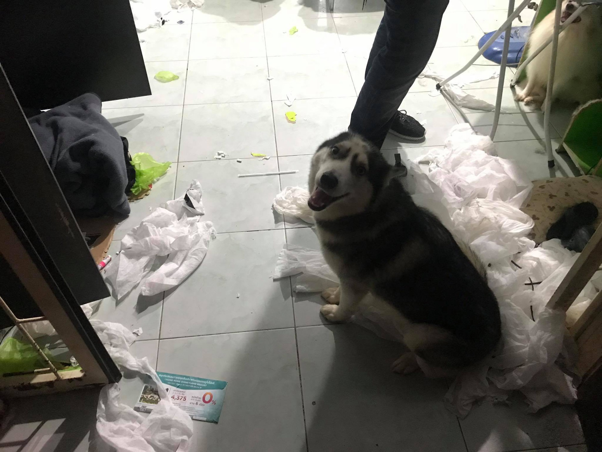 Điều gì tệ hơn nuôi 1 con boss phá phách? Đó là nuôi 1 bầy 4 con! - Ảnh 5. Điều gì tệ hơn nuôi 1 con boss phá phách? Đó là nuôi 1 bầy 4 con! - Ảnh 5.