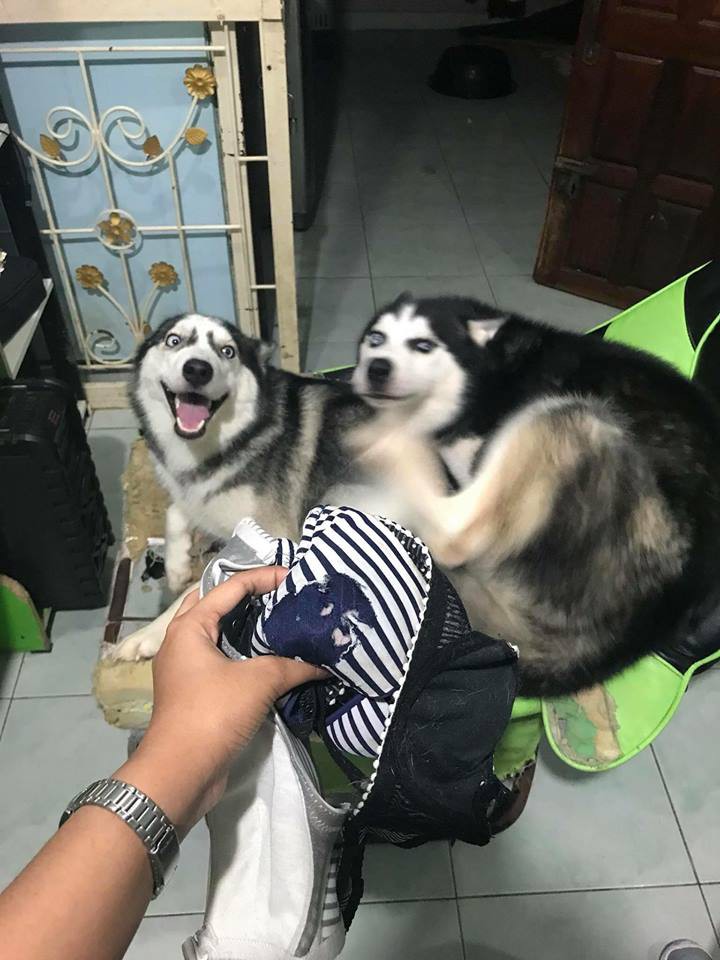 Điều gì tệ hơn nuôi 1 con boss phá phách? Đó là nuôi 1 bầy 4 con! - Ảnh 7. Điều gì tệ hơn nuôi 1 con boss phá phách? Đó là nuôi 1 bầy 4 con! - Ảnh 7.