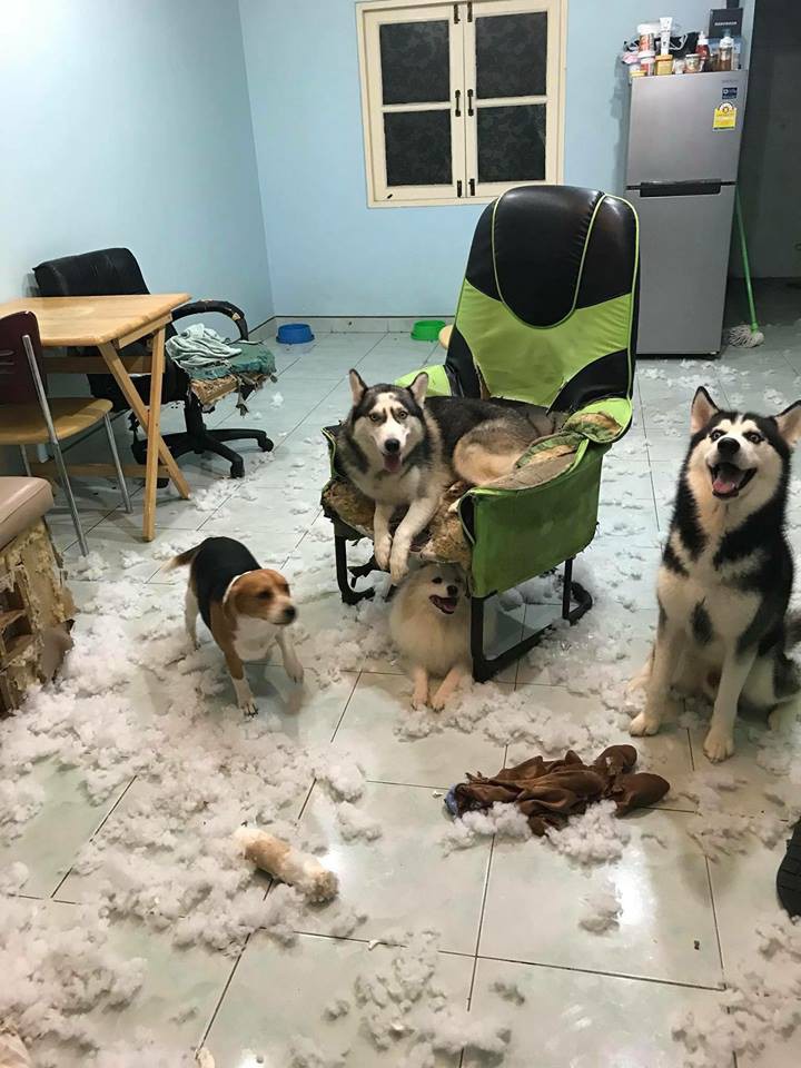 Điều gì tệ hơn nuôi 1 con boss phá phách? Đó là nuôi 1 bầy 4 con! - Ảnh 6. Điều gì tệ hơn nuôi 1 con boss phá phách? Đó là nuôi 1 bầy 4 con! - Ảnh 6.