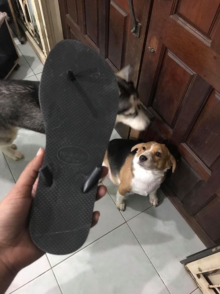 Điều gì tệ hơn nuôi 1 con boss phá phách? Đó là nuôi 1 bầy 4 con! - Ảnh 4. Điều gì tệ hơn nuôi 1 con boss phá phách? Đó là nuôi 1 bầy 4 con! - Ảnh 4.