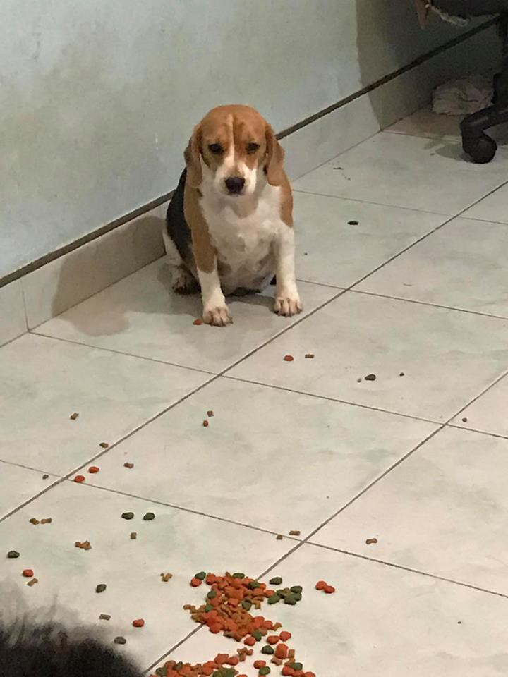 Điều gì tệ hơn nuôi 1 con boss phá phách? Đó là nuôi 1 bầy 4 con! - Ảnh 12. Điều gì tệ hơn nuôi 1 con boss phá phách? Đó là nuôi 1 bầy 4 con! - Ảnh 12.