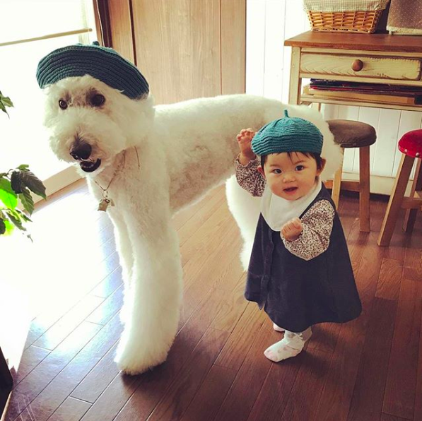 Em bé Nhật Bản nhỏ xíu bên chú Poodle to đùng là cặp đôi ngôi sao mới nổi trên Instagram - Ảnh 1.