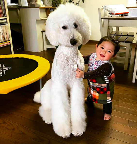 Em bé Nhật Bản nhỏ xíu bên chú Poodle to đùng là cặp đôi ngôi sao mới nổi trên Instagram - Ảnh 6.