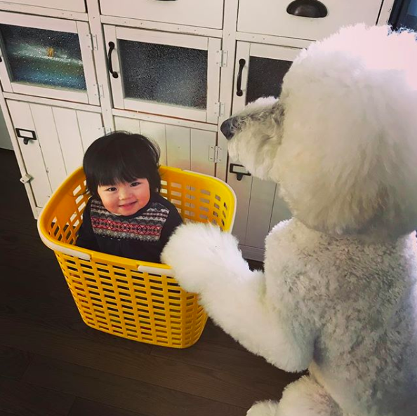 Em bé Nhật Bản nhỏ xíu bên chú Poodle to đùng là cặp đôi ngôi sao mới nổi trên Instagram - Ảnh 15.