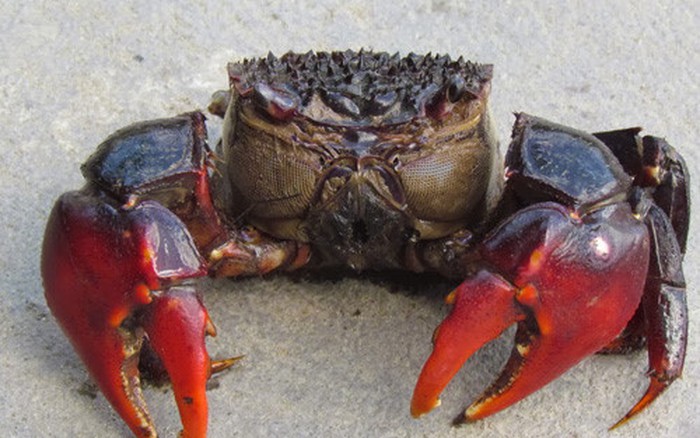 Con Ch&ugrave; Ụ: Đặc sản v&ugrave;ng Tr&agrave; Vinh nghe t&ecirc;n th&ocirc;i cũng thấy "buồn" cả ng&agrave;y