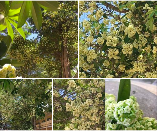 Ai cũng có thể tha thứ cho mùi hương nồng nàn của hoa sữa nhưng học sinh, sinh viên thì không bao giờ chỉ vì lý do này - Ảnh 1.