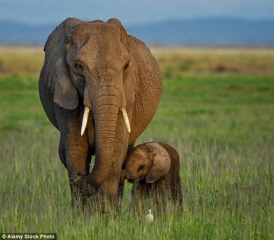  Loài voi đang tiến hóa không mọc ngà sau nhiều năm bị tàn sát - Ảnh 1.