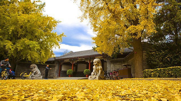 Ngất ngây ngắm trọn những trường Đại học có mùa thu đẹp nhất Trung Quốc - Ảnh 15.