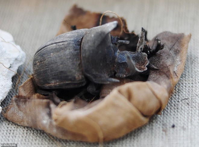 Cận cảnh xác ướp bọ hung và mèo bên trong ngôi mộ Ai Cập 4.500 năm tuổi - Ảnh 6.