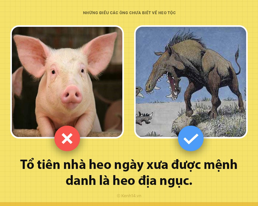 Xin chào! Tôi là một con lợn và các ông chưa biết tôi có thể hay ho đến thế nào đâu - Ảnh 1. Xin chào! Tôi là một con lợn và các ông chưa biết tôi có thể hay ho đến thế nào đâu - Ảnh 1.