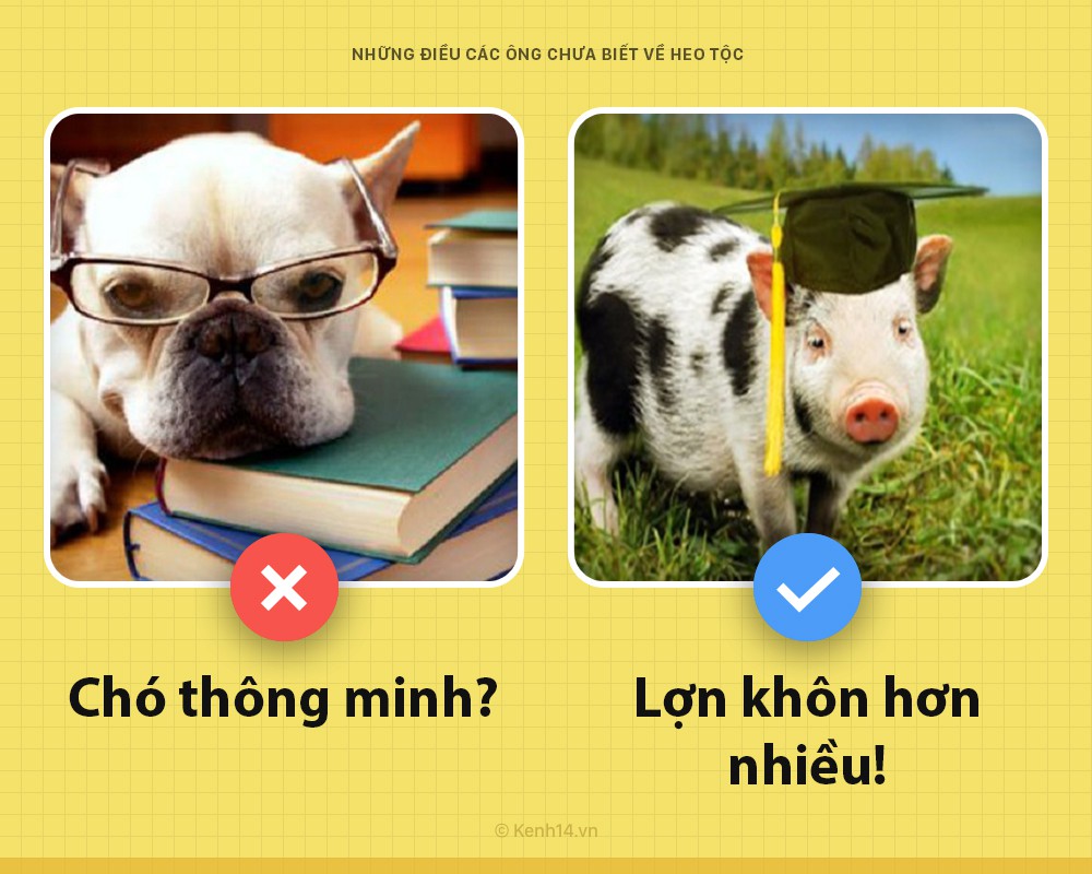 Xin chào! Tôi là một con lợn và các ông chưa biết tôi có thể hay ho đến thế nào đâu - Ảnh 2. Xin chào! Tôi là một con lợn và các ông chưa biết tôi có thể hay ho đến thế nào đâu - Ảnh 2.