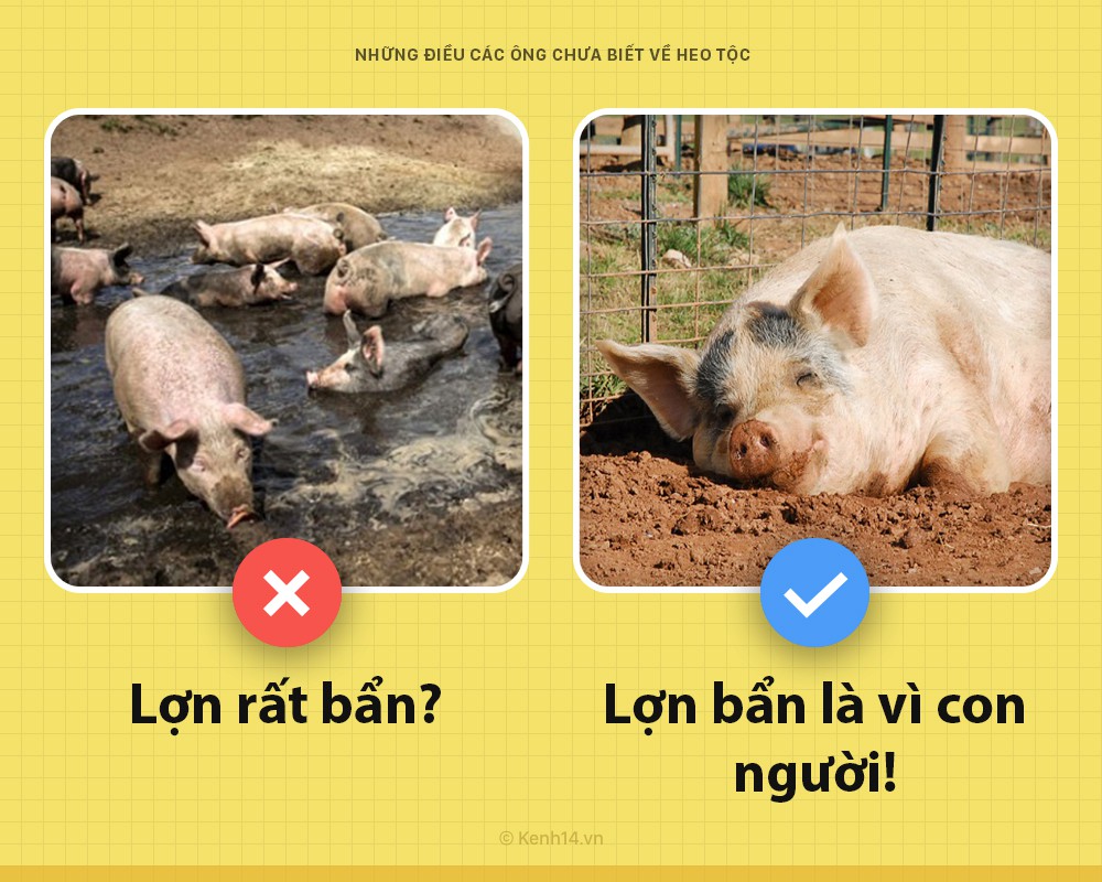 Xin chào! Tôi là một con lợn và các ông chưa biết tôi có thể hay ho đến thế nào đâu - Ảnh 3. Xin chào! Tôi là một con lợn và các ông chưa biết tôi có thể hay ho đến thế nào đâu - Ảnh 3.