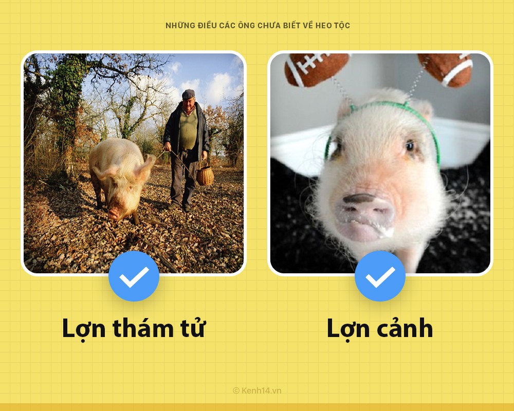 Xin chào! Tôi là một con lợn và các ông chưa biết tôi có thể hay ho đến thế nào đâu - Ảnh 4. Xin chào! Tôi là một con lợn và các ông chưa biết tôi có thể hay ho đến thế nào đâu - Ảnh 4.