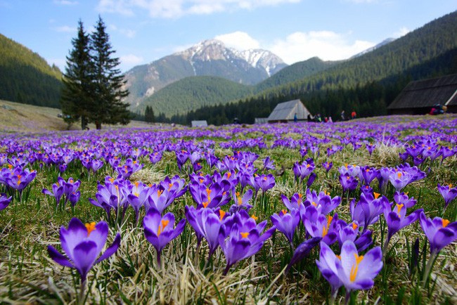 Bí mật thú vị của saffron - gia vị đắt nhất thế giới gần 1 tỷ/kg từng được Nữ hoàng Ai Cập dùng dưỡng nhan  - Ảnh 2.