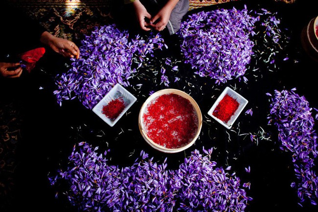 Bí mật thú vị của saffron - gia vị đắt nhất thế giới gần 1 tỷ/kg từng được Nữ hoàng Ai Cập dùng dưỡng nhan  - Ảnh 3.