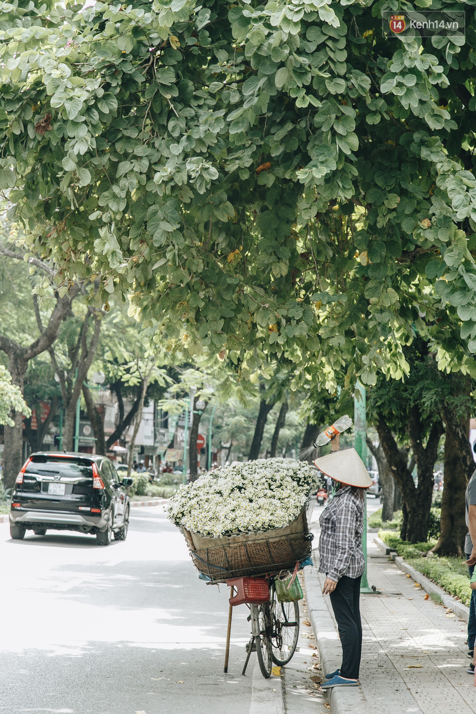 Cúc hoạ mi - Mùa cúc họa mi gọi đông về cùng lời hẹn ước tháng 11 - Ảnh 3.