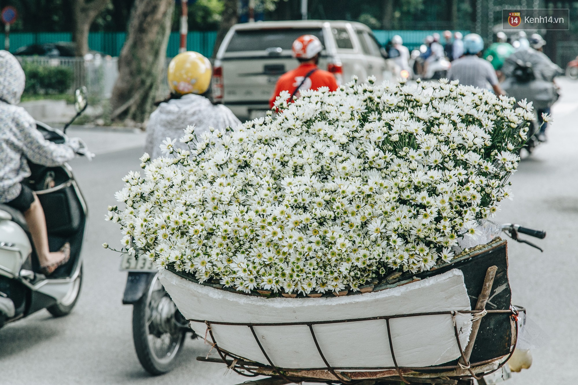 Cúc hoạ mi - Mùa cúc họa mi gọi đông về cùng lời hẹn ước tháng 11 - Ảnh 6.