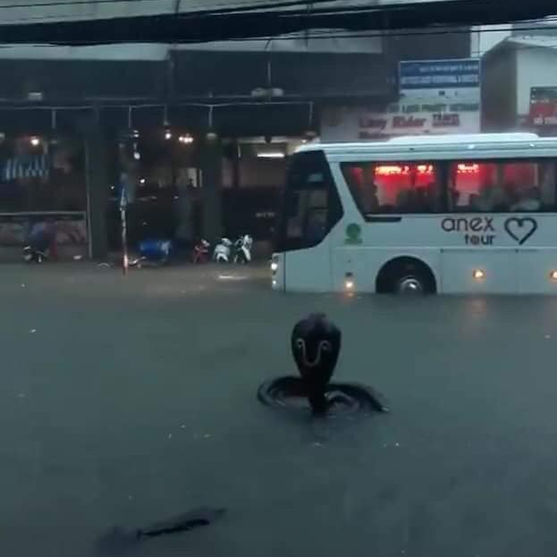 Góc hết hồn: Rắn hổ mang bành khổng lồ đứng ngắm mưa giữa phố, khủng bố hàng loạt người đi đường - Ảnh 1.