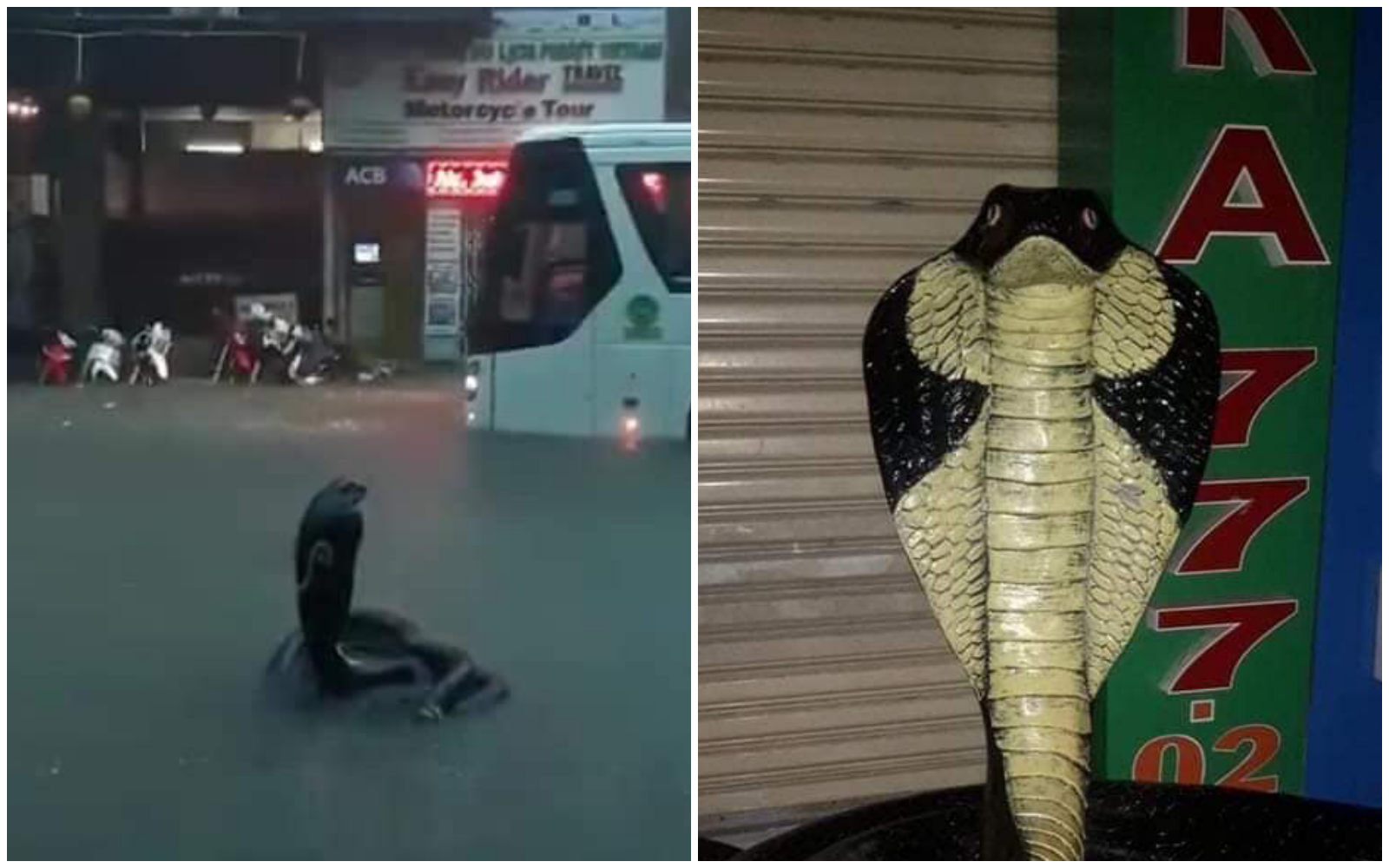 Góc hết hồn: Rắn hổ mang bành khổng lồ đứng ngắm mưa giữa phố, khủng bố hàng loạt người đi đường - Ảnh 2. Góc hết hồn: Rắn hổ mang bành khổng lồ đứng ngắm mưa giữa phố, khủng bố hàng loạt người đi đường - Ảnh 2.