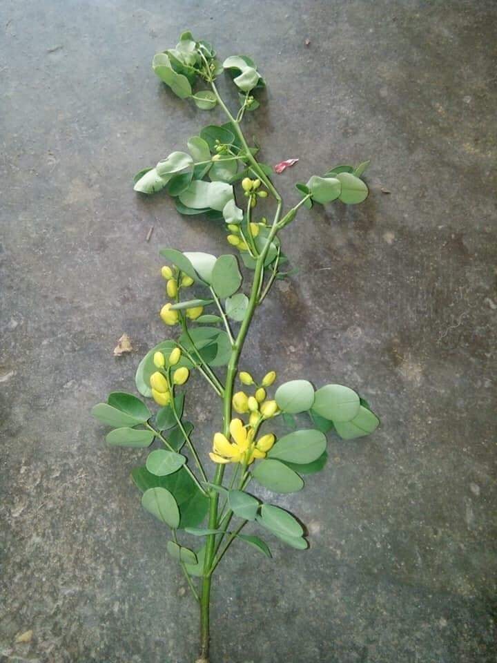 Hà Tĩnh: Uống thuốc lá cây trong vườn, vợ tử vong, chồng nguy kịch - Ảnh 1. Hà Tĩnh: Uống thuốc lá cây trong vườn, vợ tử vong, chồng nguy kịch - Ảnh 1.