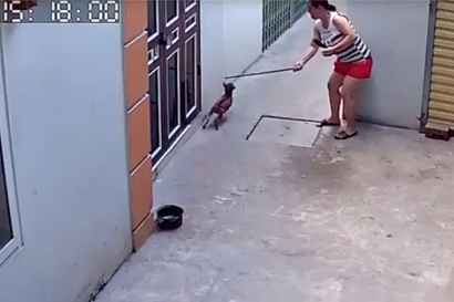 Đỉnh cao sân si: Người phụ nữ đứng chờ đầu ngõ rồi tung gậy hạ knock out một chú chó - Ảnh 2.