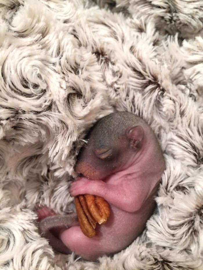 Hành trình lớn khôn của Thumbelina - chú sóc con được nhặt về nuôi từ lúc bé bằng hạt óc chó, giờ đã thành ngôi sao Instagram - Ảnh 12.