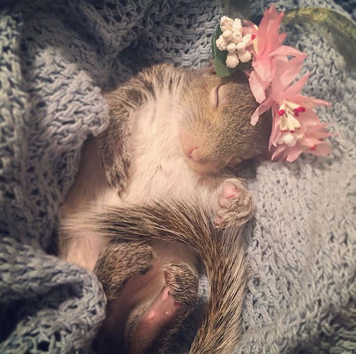 Hành trình lớn khôn của Thumbelina - chú sóc con được nhặt về nuôi từ lúc bé bằng hạt óc chó, giờ đã thành ngôi sao Instagram - Ảnh 18.