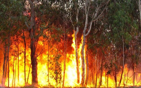 Australia ban bố tình trạng khẩn cấp do cháy rừng tại Queensland - Ảnh 1.