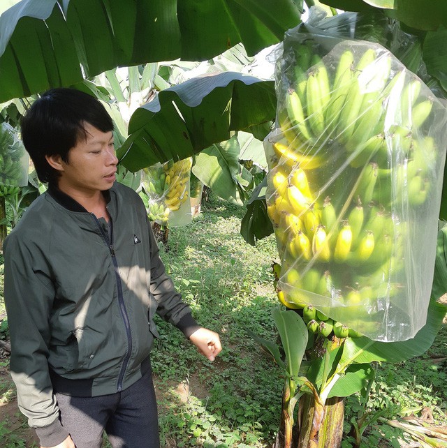 Tin mới vụ cả ng&agrave;n buồng chuối nghi bị xịt thuốc &eacute;p ch&iacute;n non - Ảnh 3.