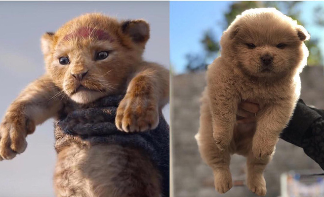 Chết cười với trào lưu “thử vai” cho các boss khi trailer The Lion King gây sốt - Ảnh 12.