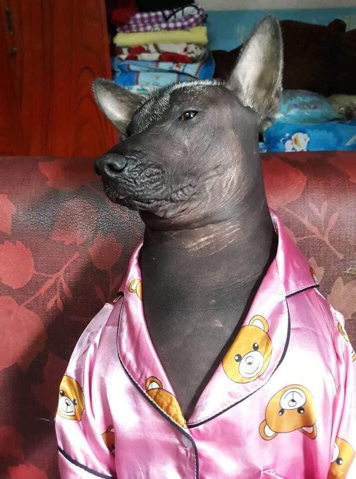 Chú chó trong bộ pyjama màu hồng thắm khiến cư dân mạng cười không nhặt được mồm - Ảnh 3. Chú chó trong bộ pyjama màu hồng thắm khiến cư dân mạng cười không nhặt được mồm - Ảnh 3.