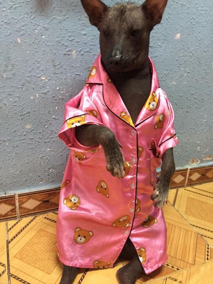 Chú chó trong bộ pyjama màu hồng thắm khiến cư dân mạng cười không nhặt được mồm - Ảnh 4. Chú chó trong bộ pyjama màu hồng thắm khiến cư dân mạng cười không nhặt được mồm - Ảnh 4.